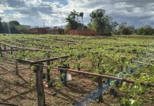 Governo de SP mobiliza força-tarefa para levantar danos do temporal à produção rural na região de Ribeirão Preto governo-de-sp-mobiliza-forca-tarefa-para-levantar-danos-do-temporal-a-producao-rural-na-regiao-de-ribeirao-preto