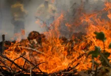 Incêndios no DF: saiba quem acionar ao identificar fogo em áreas de vegetação incendios-no-df:-saiba-quem-acionar-ao-identificar-fogo-em-areas-de-vegetacao